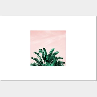 Turquoise Banana Leaves, pink sky Posters and Art